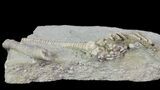 Bargain, Actinocrinites Crinoid Fossil - Crawfordsville, Indiana #68485-2